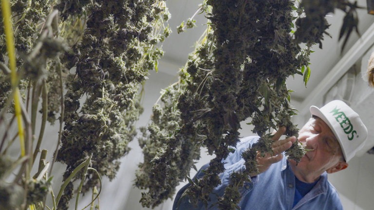 Ein kanadischer Cannabis-Farmer prüft im Trockenraum die Blüten