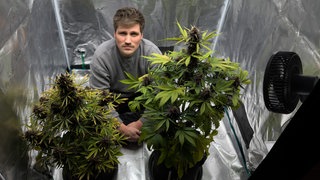 ARD-Wissen-Reporter Frank Seibert kniet hinter zwei Cannabis-Pflanzen.