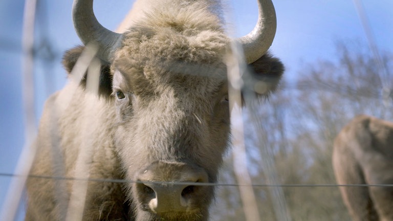 Ein Wisent im Gehege der Wisent-Welt Wittgenstein im Rothaargebirge. 
