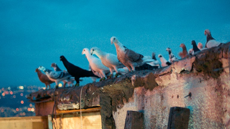 „Kashkash – ohne Federn können wir nicht leben“:  Tauben auf dem Dach ihres Taubenschlags in Beirut.