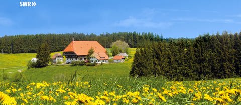 Das Familienhaus der Fallers liegt umsäumt von Löwenzahnwiesen im Schwarzwald
