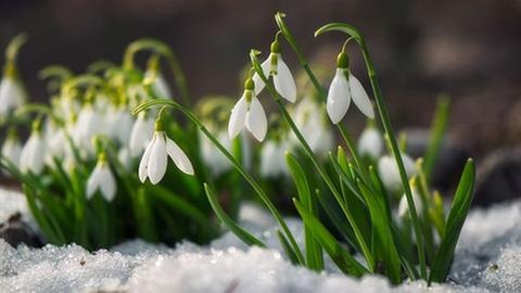 Schneeglöckchen im Schnee