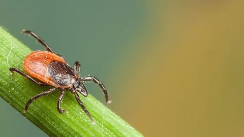 Eine Zecke krabbelt an einem Stengel entlang.