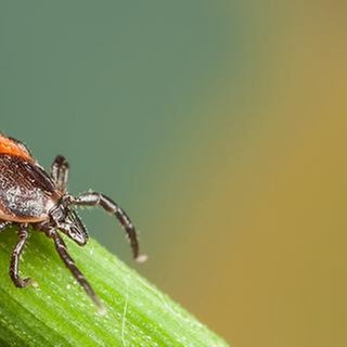 Eine Zecke krabbelt an einem Stengel entlang.