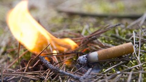 Eine im Wald weggeworfene Zigarettenkippe löst einen Brand aus