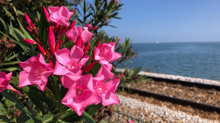 Schienen zwischen Blumen und Meerwasser – so was gibt es an der Algarve nur bei der Einfahrt in Faro. 