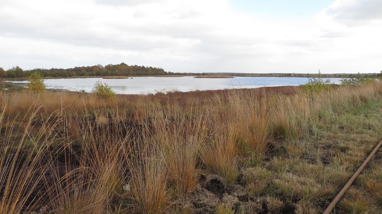 Nach der Torfernte sind die Firmen verpflichtet, die Flächen zu renaturieren, damit es sich im Lauf der Jahre wieder in ein Moor zurückverwandelt