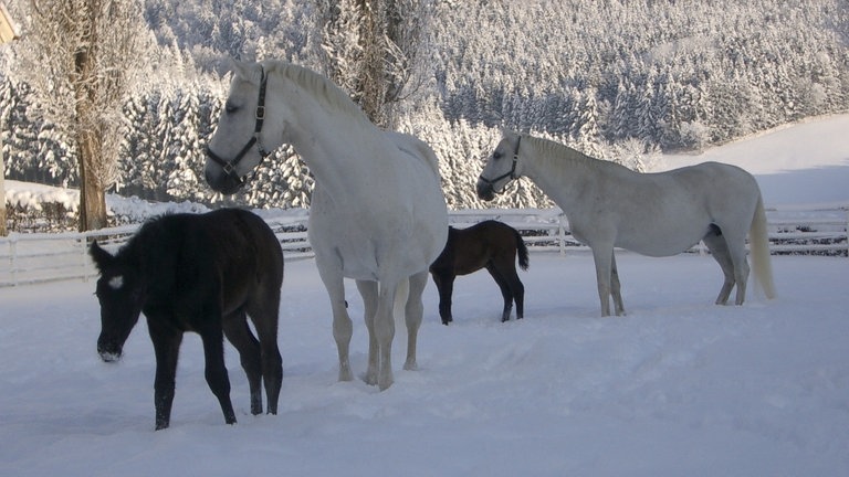 Winter in der Steiermark