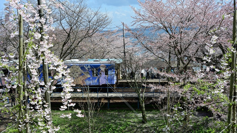 Der Bahnhof Noto-Kashima ist winzig, aber zur Kirschblüte ist er ein Besuchermagnet, denn er ist gesäumt von Kirschbäumen.