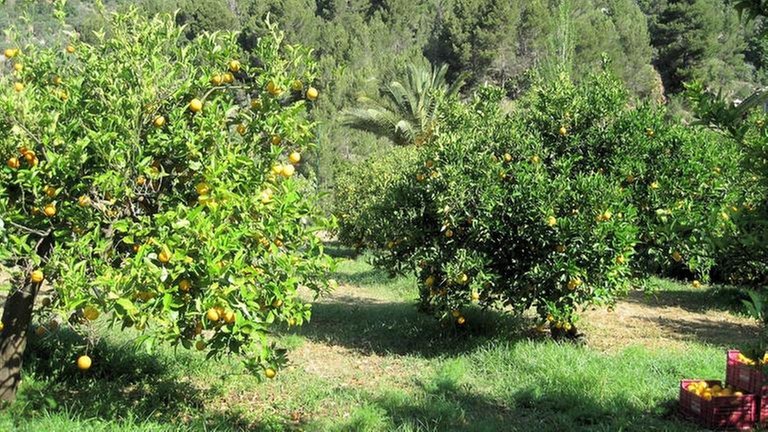 Die Orangenplantagen wurden in steilen Hängen mühevoll auf  Terrassen angelegt.