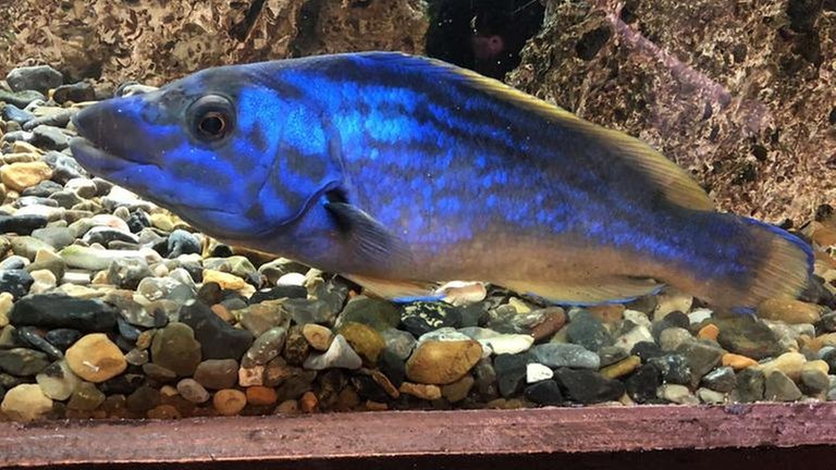 Was in der Nordsee so alles lebt, erfährt man im Aquarium von Thyberøn.