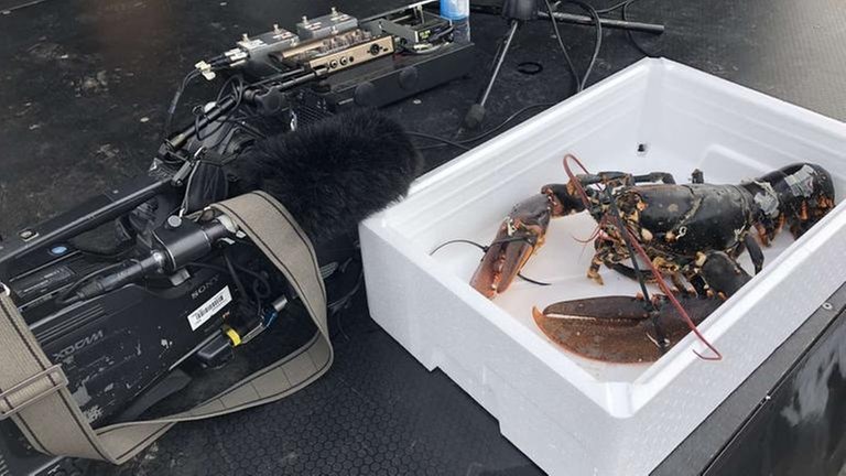 Der Hummer hat fast die Größe einer Fernsehkamera.