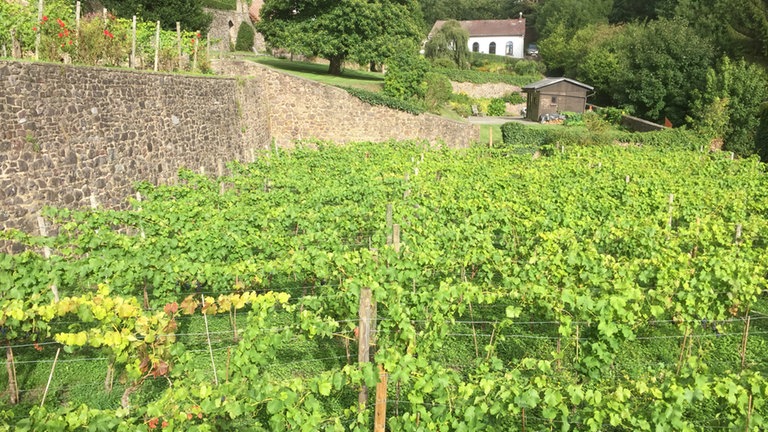 Weinanbau in den hängenden Gärten von Thuin – heute wie  im Mittelalter.