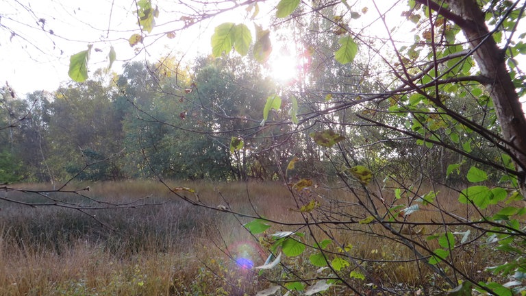 So sieht das Moor typischerweise aus: Wasser, Erde, Tümpel, Bäume und mitunter geheimnisvolle Reflektionen