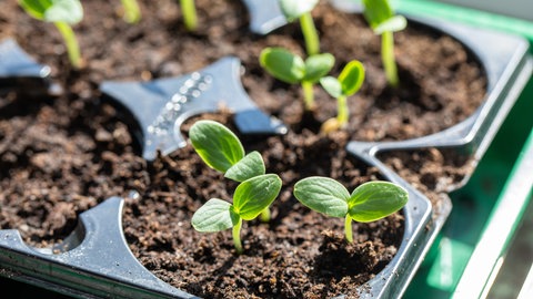 Pflanzsetzlinge werden im Topf vorgezogen.