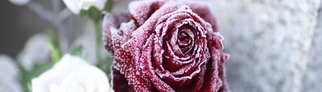 Rose auf Grabstein