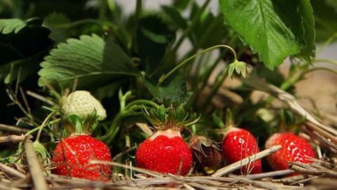 Erdbeeren an der Pflanze