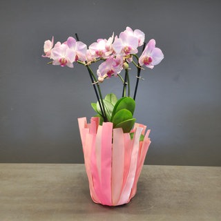 Übertopf aus Geschenkband