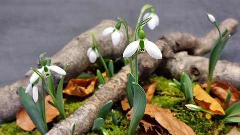 Winterliche Dekoration mit Schneeglöckchen, Moos, Ästen und Zweigen