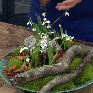 Winterliche Dekoration mit Schneeglöckchen, Moos, Holz und Ästen