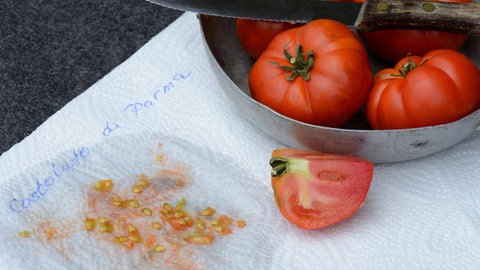 Aufgeschnittene Tomate mit Samen auf Küchenpapier