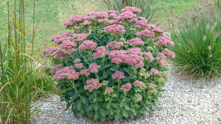 Fetthenne Sedum