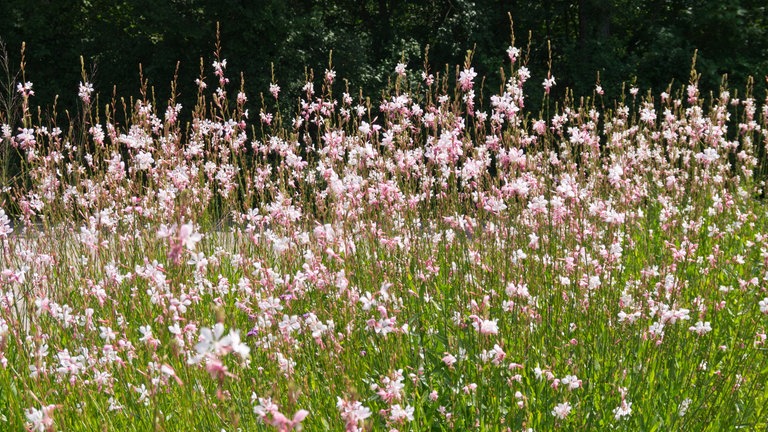 Gaura Prachtkerze