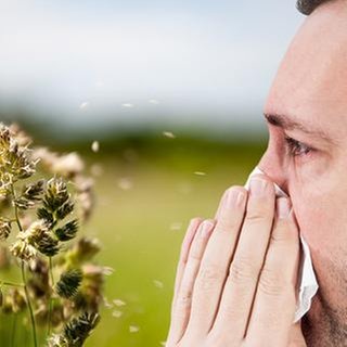 Ein Mann schnäuzt sich die Nase im Hintergrund ist blühendes Gras zusehen