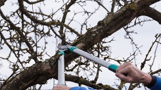 Obstbaumschnitt mit Schere
