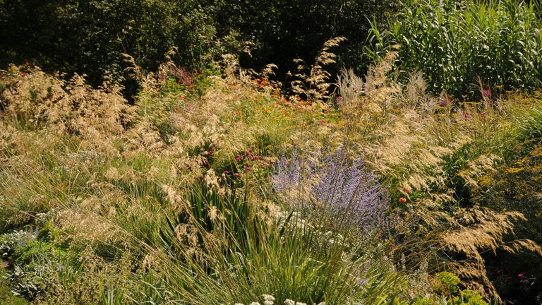 Riesen-Federgras (Stipa gigantea)