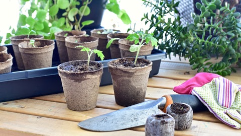 Tomatenplanzen in Anzuchtschalen