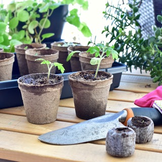 Tomatenplanzen in Anzuchtschalen