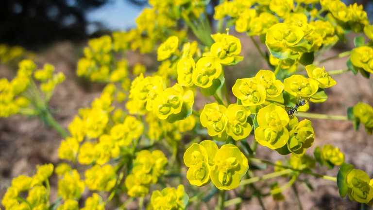 Wolfsmilchgewächse (Euphorbia)
