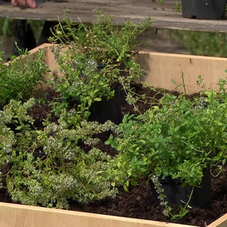 Thymian als Rasenersatz