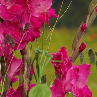 Pinke Gladiolen