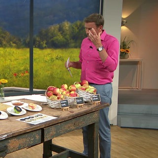 Apfelernte: Wann sind die Äpfel richtig reif?