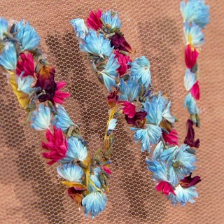 Filigrane und farbintensive getrocknete Blüten