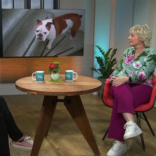 Hunde- und Katzenrassen - Gesundheit vor Schönheit!