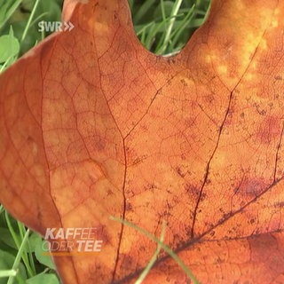 Orangefarbenes Herbstblatt auf dem Boden