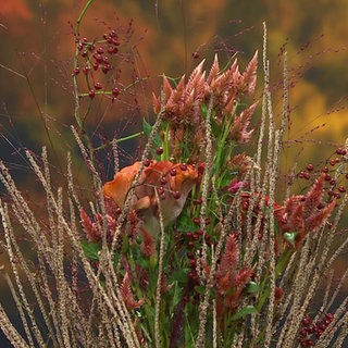 Ein selbstgemachter Gerüststrauß mit Celosien