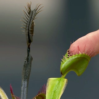 Fleischfressende Pflanzen