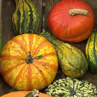 Diverse Kürbisse