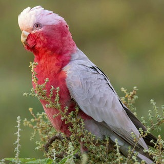 Weisheiten der Vogelernährung auf dem Prüfstand