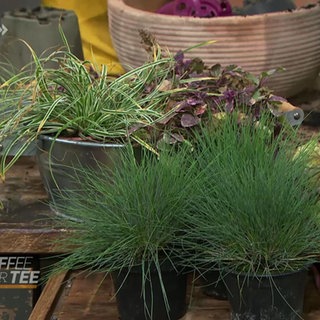 Ideen für winterliche Topfgärten