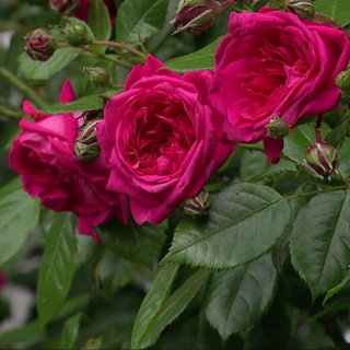 Pinkfarbene Rosen