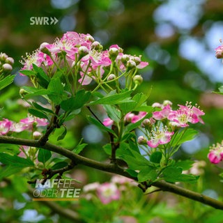 Eine angelegte "wilde Hecke"