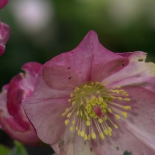 Tolle Winterblüher: Christ- und Lenzrosen