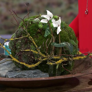 Eine Mooskugel mit Wurz und weißen Alpenveilchen