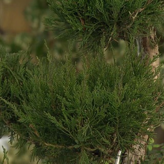 Japanische Formgehölze