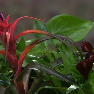 Nahaufnahme einer Zimmerpflanze